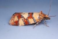 Aethes tesserana