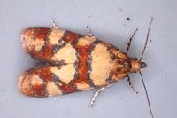 Aethes tesserana