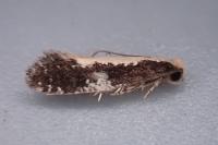 Monopis obviella