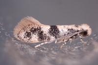Infurcitinea atrifasciella