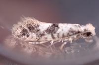 Infurcitinea atrifasciella