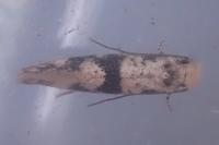 Infurcitinea atrifasciella