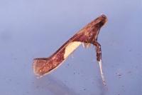 Caloptilia hauderi