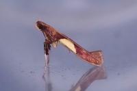Caloptilia hauderi