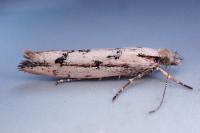 Ypsolopha ustella