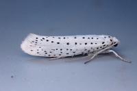 Yponomeuta evonymella