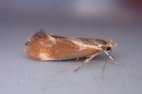 Metalampra italica