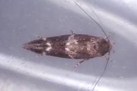 Mompha subbistrigella