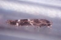 Mompha subbistrigella