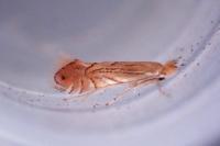 Phyllonorycter quercifoliella