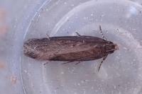 Aroga velocella