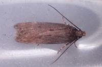 Aroga velocella