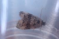 Endothenia marginana