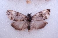Endothenia marginana