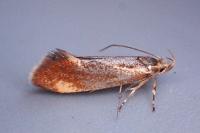 Metalampra italica