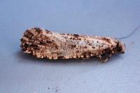 Morophaga choragella