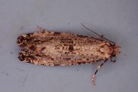 Morophaga choragella