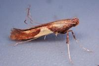 Caloptilia hauderi
