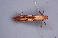 Caloptilia hauderi