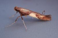 Caloptilia hauderi