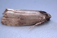 Endothenia marginana