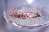 Niditinea striolella