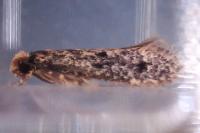 Niditinea striolella