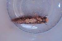Niditinea striolella