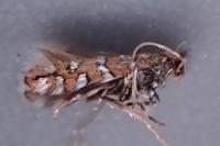 Phyllonorycter insignitella