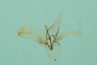Phyllonorycter insignitella