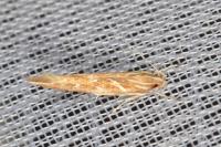 Pyroderces argyrogrammos