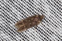 Bryotropha