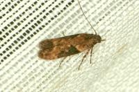 Scrobipalpa costella