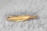 Pleurota aristella