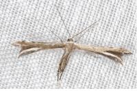 Gypsochares bigoti