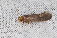 Cephimallota crassiflavella