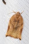 Archips podana