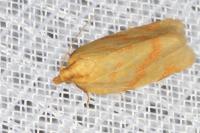 Clepsis pallidana