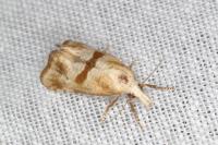 Cochylimorpha hilarana