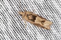 Crocidosema plebejana