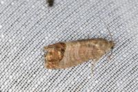 Cydia pomonella