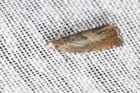 Dichrorampha acuminatana