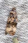 Endothenia