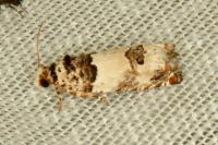 Epinotia thapsiana