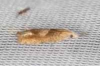 Eucosma conterminana