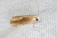 Eucosma obumbratana