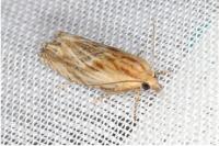 Eucosma