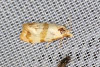 Phalonidia contractana
