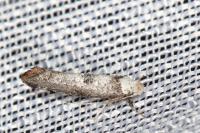 Paraswammerdamia albicapitella