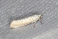 Yponomeuta rorrella